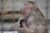 「第38回とべ動物園動物画コンクールを開催します。」