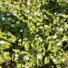 今年もどくだみ仕事🌱 自然の恵をいただきまーす