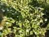 野趣あふれる自然の愛らしさ「今年もどくだみ仕事🌱 自然の恵をいただきまーす」
