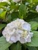 紫陽花「６月の休業日のお知らせ」