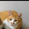 迷い猫情報です