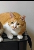 「迷い猫情報です」