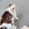 🐈 ご無沙汰ネコ発見 🐈　★英会話と体操のコラボ教室（堀切、お花茶屋、綾瀬、亀有、小菅）