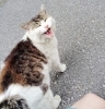 ご無沙汰～「🐈 ご無沙汰ネコ発見 🐈　★英会話と体操のコラボ教室（堀切、お花茶屋、綾瀬、亀有、小菅）」