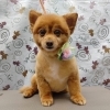 肛門腺どーこだ！【どっぐさろんあきゅ　小型犬専門　トリミング　ペットサロン　京都市南区上鳥羽】