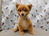 オシャレしてトリミング終了「肛門腺どーこだ！【どっぐさろんあきゅ　小型犬専門　トリミング　ペットサロン　京都市南区上鳥羽】」