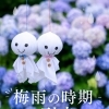 梅雨の不調は気圧のせいかも？☔️身体が重だるく感じる理由