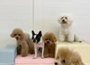 イハナちゃん♡ぽんちゃん♡くまくん♡ぱんちゃん「ましゅまろ幼稚園🐾」