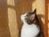 「お天気不調」