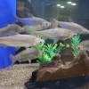 日本の魚なのに外来種？ワタカをご紹介🐟【湖畔の体験・学習スポットかすみがうら市水族館】
