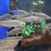 日本の魚なのに外来種？ワタカをご紹介🐟【湖畔の体験・学習スポットかすみがうら市水族館】