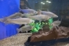 ワタカ「日本の魚なのに外来種？ワタカをご紹介🐟【湖畔の体験・学習スポットかすみがうら市水族館】」