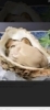 とろける旨味！獲れたて直送「6月中旬から提供予定！夏の限定牡蠣『夏輝（なつき）』のご案内」