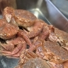 【魚も酒も自ら厳選する瑞江の小料理屋】