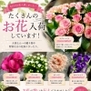 本日の切花がたくさん入荷しました