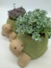 ミセバヤかめさんセット🐢「6月の定休日&プレゼントのお知らせ♪」