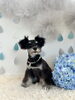 このはちゃん「わんこと梅雨☔️＆6月サロン予約状況」