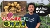 「とうやたデストロイヤーを仲良く植え付け！　超・浅植えサクランボ栽培の結果発表！！　たねのハシモトミヤ」