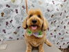 ピカピカスマイル「事前に泡立てたシャンプー【どっぐさろんあきゅ　小型犬専門　トリミング　ペットサロン　京都市南区上鳥羽】」