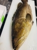 「旬の魚を炭火で味わうだるまの楽しみ方」