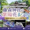 藤森神社の紫陽花まつりとあわせて、フェデリーニで初夏ランチをどうぞ