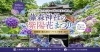 紫陽花 shimmering in abundance「藤森神社の紫陽花まつりとあわせて、フェデリーニで初夏ランチをどうぞ」