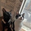 保護猫カフェってとんなところ？