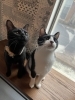 こしあん　おはぎ「保護猫カフェってとんなところ？」