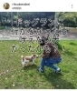 人と遊ぶのが好きな犬たち「他の犬に近づくけど吠える犬のなぜ？」