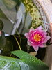 瑞々しい睡蓮の花「水鉢の睡蓮が咲きました」