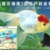 金魚展示場第7回江戸前金魚展🐠江戸前金魚発祥の地★人気投票！［2026年6月11日（木）〜14日（日）10時〜16時※14日は15時30分で終了・都立水元公園水辺の生きもの館］