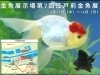 「金魚展示場第7回江戸前金魚展🐠江戸前金魚発祥の地★人気投票！［2026年6月11日（木）〜14日（日）10時〜16時※14日は15時30分で終了・都立水元公園水辺の生きもの館］」