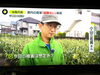 トウモロコシ…後少しで収穫でした…。「☆カラフル野菜の小山農園『news zero』無事にオンエア📺☆」