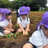 年長さん秋の収穫を楽しみに植えました！