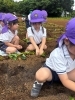 「年長さん秋の収穫を楽しみに植えました！」