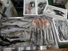 令和8年6月4日 店内「📣本日のお魚情報🐟」