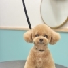 お客様のご紹介🐶[大分市高崎/貸切トリミング]