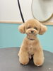 かわゆいテディベアスタイル🧸🩵「お客様のご紹介🐶[大分市高崎/貸切トリミング]」