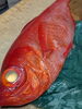 「【魚も酒も自ら厳選する瑞江の小料理屋】」