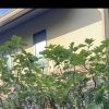 カクレミノの剪定で風通しの良い庭へ