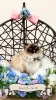 2歳　ラグドール　シャンプー後のお写真「岡山猫専門サロン　やってみないとわからない！？Part1」