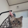 岡山猫サロン　こねこの時からサロン慣れ♪