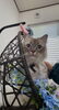 ネヴァマスカレード　シャンプー後のお写真「岡山猫サロン　こねこの時からサロン慣れ♪」