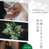 新芽よもぎ入替前　特別キャンペーン