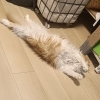 睡眠不足は犬の吠え噛みつき落ち着きのなさにつながる