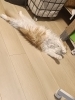 我が家のねこ「睡眠不足は犬の吠え噛みつき落ち着きのなさにつながる」