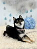 ニコちゃん「わんこと梅雨☔️」
