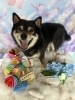 柴犬　シャンプー「🌈6月限定フォトブースのご紹介🌈」