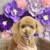 【新潟市】犬のトリミング、サロン選びを見直しませんか ｜長く通うことで守れる、わんちゃんの健康