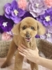 シニアのトイプーちゃん「【新潟市】犬のトリミング、サロン選びを見直しませんか ｜長く通うことで守れる、わんちゃんの健康」